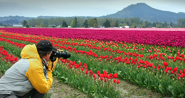Skagit Valley Tulip Festival photo workshop, tour