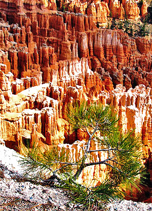 Photo tours of Bryce and Zion