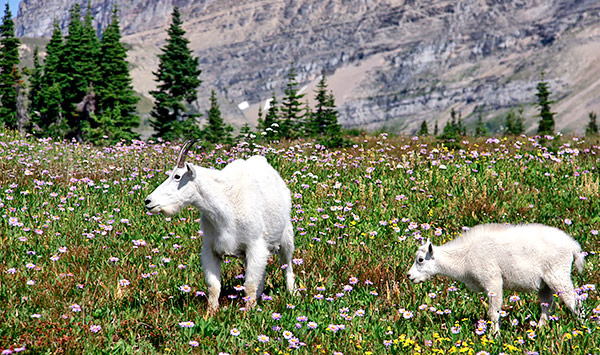 Photo tour images from Glacier National Park in Montana