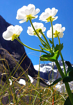 Mount Cook Lily, South Island, New Zealand photo tour image