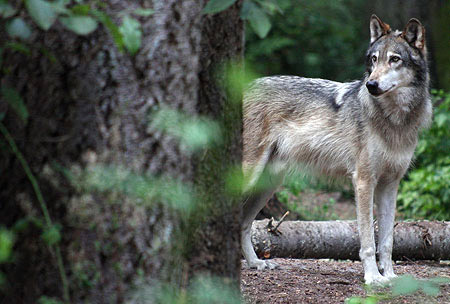 Gray Wolf photo, Pacific Northwest photo tours