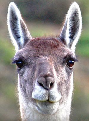 Patagonia photo tour image of a Guanaco close-up in Torres del Paine National Park, Chile