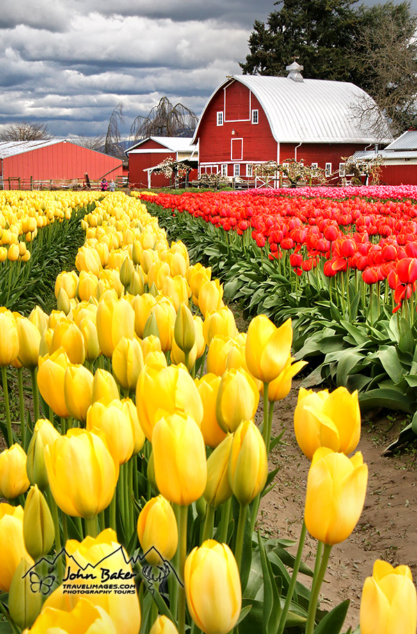 Skagit Valley Tulip Festival photo travel and tours gallery