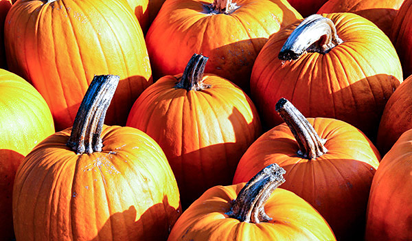 Pumpkins, Vermont, New England