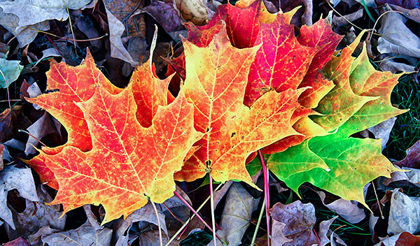 Maple leaf collection of colors, Vermont, New England